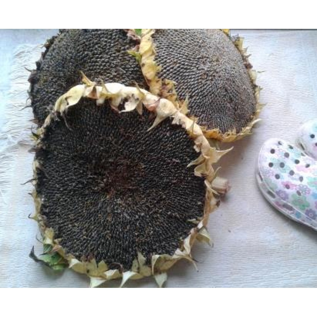 Russian Mammoth Sunflower seeds Elena's Organic Garden Ontario Canada